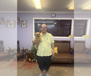 Mother of the Yorkshire Terrier puppies born on 10/19/2025