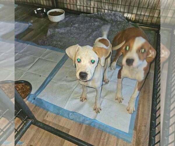 Medium Photo #4 Boxer-Unknown Mix Puppy For Sale in Aurora, IN, USA