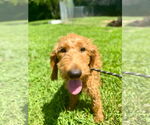 Small #2 Goldendoodle