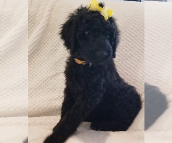 Medium Photo #1 Labradoodle Puppy For Sale in FORNEY, TX, USA