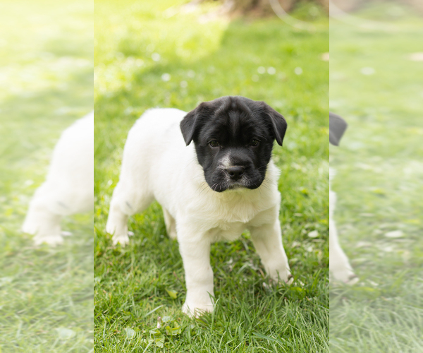 Medium Photo #2 Cocker-Pei Puppy For Sale in MILLERSBURG, IN, USA