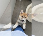 Small Photo #1 Shiba Inu Puppy For Sale in New Westminster, British Columbia, Canada