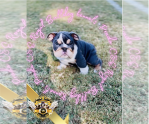 English Bulldog Puppy for sale in ATHENS, GA, USA