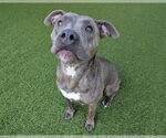 Small American Staffordshire Terrier Mix