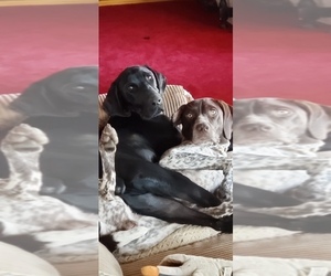 Father of the German Shorthaired Pointer puppies born on 11/10/2021