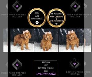 Poodle (Miniature) Puppy for sale in WARSAW, IN, USA