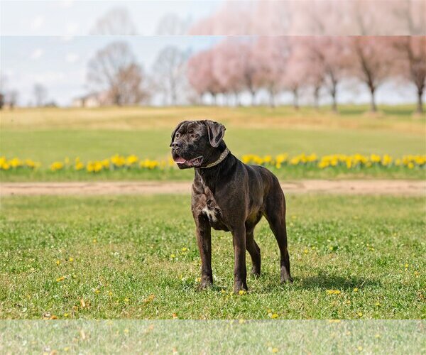 Medium Photo #1 Mutt Puppy For Sale in Landenberg, PA, USA