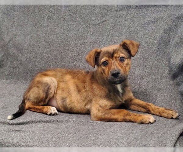 Medium Photo #1 Australian Shepherd Puppy For Sale in Lake City, MI, USA