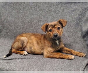 Australian Shepherd Dogs for adoption in Lake City, MI, USA