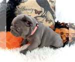 Small #2 French Bulldog