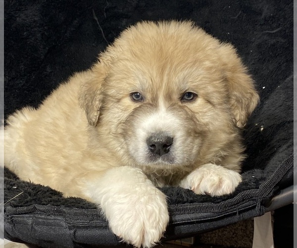 Medium Photo #6 Great Pyrenees Puppy For Sale in CANOGA, NY, USA