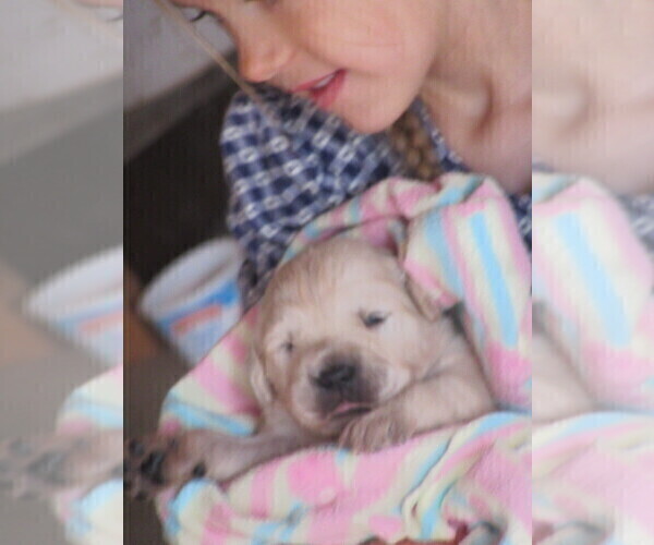 Medium Photo #10 English Cream Golden Retriever Puppy For Sale in COLUMBIANA, OH, USA