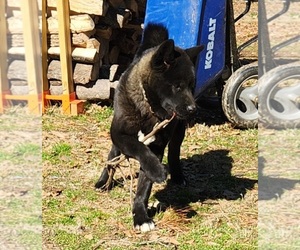Father of the Akita puppies born on 06/16/2025