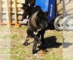Small Photo #1 Akita Puppy For Sale in MEM, TN, USA