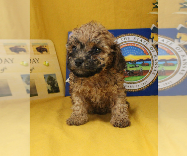 Medium Photo #30 Poodle (Toy) Puppy For Sale in CHANUTE, KS, USA