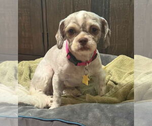 Shih Tzu Dogs for adoption in Dallas, TX, USA