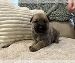 Small Photo #4 German Shepherd Dog-Great Dane Mix Puppy For Sale in SARASOTA, FL, USA