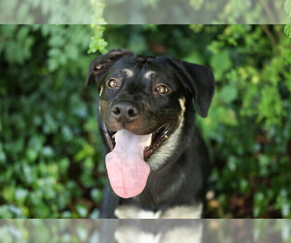 Medium Photo #3 Shepradors Puppy For Sale in Raleigh, NC, USA