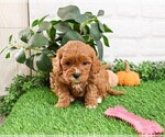 Small #17 Cavapoo (Miniature)
