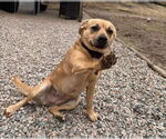 Small Photo #3 Mutt Puppy For Sale in pomfret, CT, USA