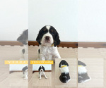 Puppy Yellow Boy English Springer Spaniel