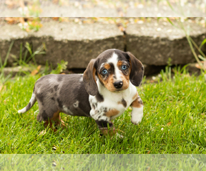 Dachshund Puppy for sale in BREMEN, IN, USA