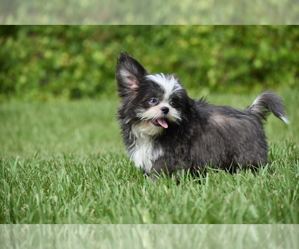 Medium Photo #8 Shih Tzu Puppy For Sale in PALM COAST, FL, USA