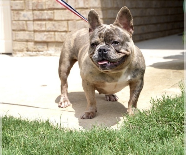 Medium Photo #1 French Bulldog Puppy For Sale in LITHONIA, GA, USA