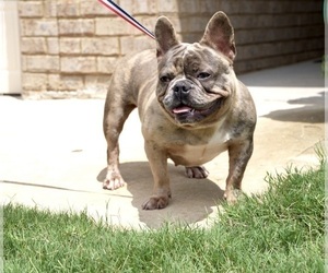 Mother of the French Bulldog puppies born on 05/14/2023