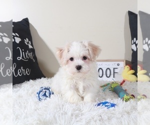 Havanese Puppy for sale in MOUNT VERNON, OH, USA