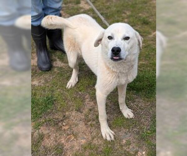Medium Photo #2 Labrador Retriever Puppy For Sale in Rockaway, NJ, USA