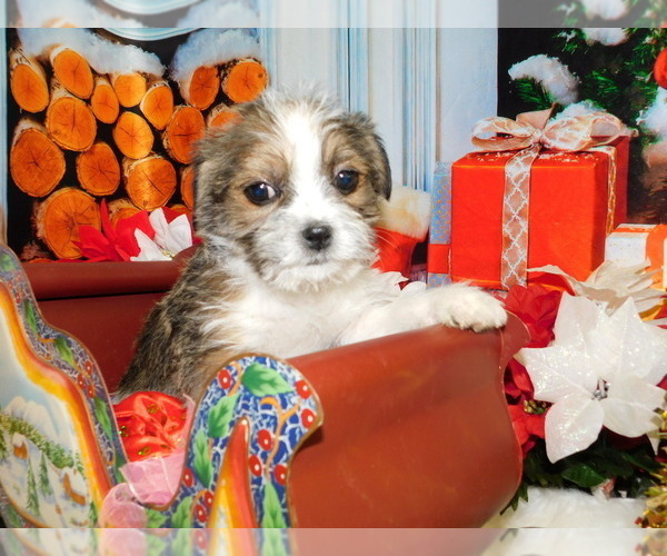 Full screen Photo #1 Jack Russell Terrier-Shih Tzu Mix Puppy For Sale in HAMMOND, IN, USA
