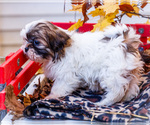 Small Photo #49 Shih Tzu Puppy For Sale in WAKARUSA, IN, USA