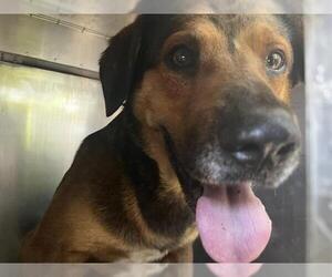 Labrador Retriever-Unknown Mix Dogs for adoption in Grand Prairie, TX, USA