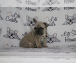 Small Photo #87 French Bulldog Puppy For Sale in TACOMA, WA, USA