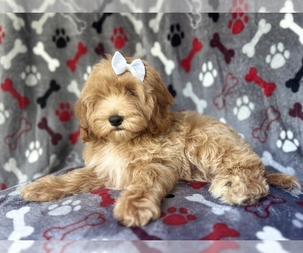 Medium Photo #8 Cock-A-Poo Puppy For Sale in LAKELAND, FL, USA