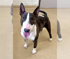 Bull Terrier Dogs for adoption in Derwood, MD, USA
