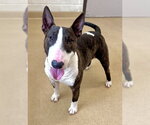 Small Bull Terrier