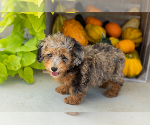 Poodle (Miniature) Litter for sale in MILFORD, IN, USA