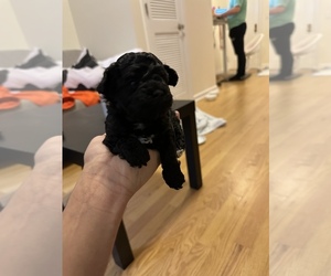 Maltipoo Puppy for sale in RIVERDALE, MD, USA