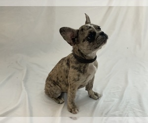 French Bulldog Puppy for Sale in HUDSON, Florida USA