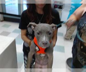Medium American Pit Bull Terrier Mix