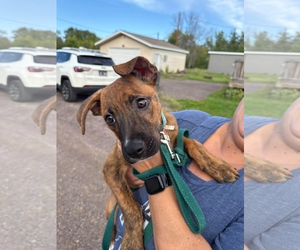 Medium Photo #6 Mutt Puppy For Sale in Duluth, MN, USA