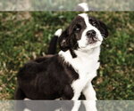 Small #10 Great Pyrenees Mix