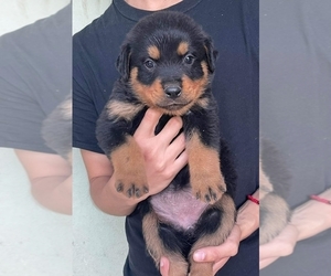 Rottweiler Puppy for sale in LAS VEGAS, NV, USA