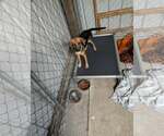 Small Photo #2 Mutt Puppy For Sale in Frenchburg, KY, USA