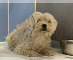 Small Maltese