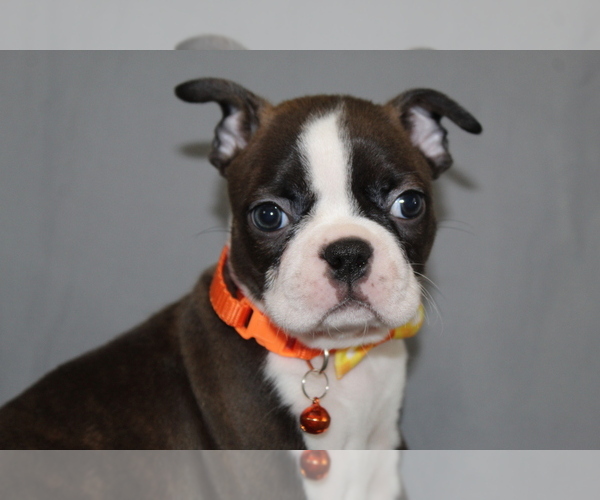 Medium Photo #1 Boston Terrier Puppy For Sale in BROOKSVILLE, FL, USA