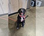 Small #5 Great Pyrenees Mix