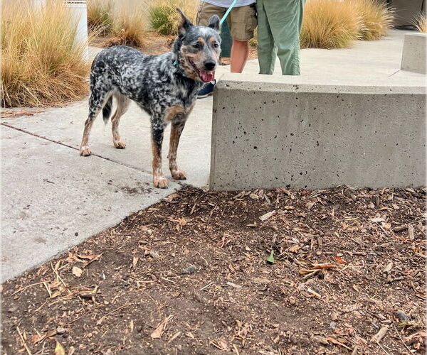 Medium Photo #3 Mutt Puppy For Sale in Woodland Hills, CA, USA